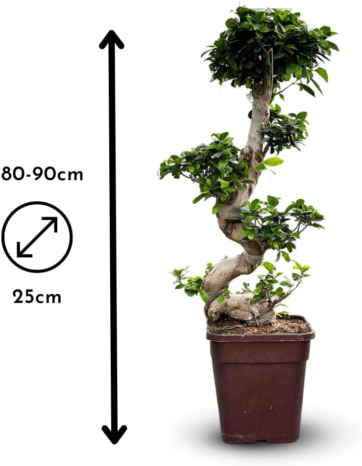 Pflegehinweise für die Ficus-Pflanze