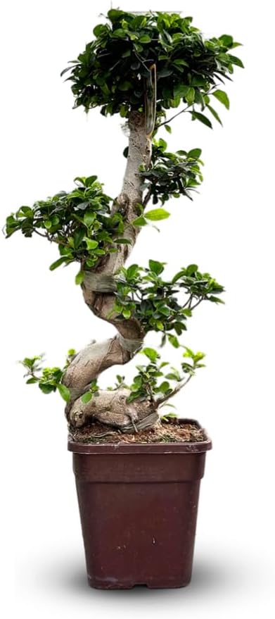 Pflegehinweise für die Ficus-Pflanze