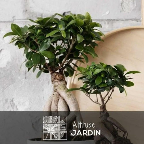 Pflegehinweise für die Ficus-Pflanze