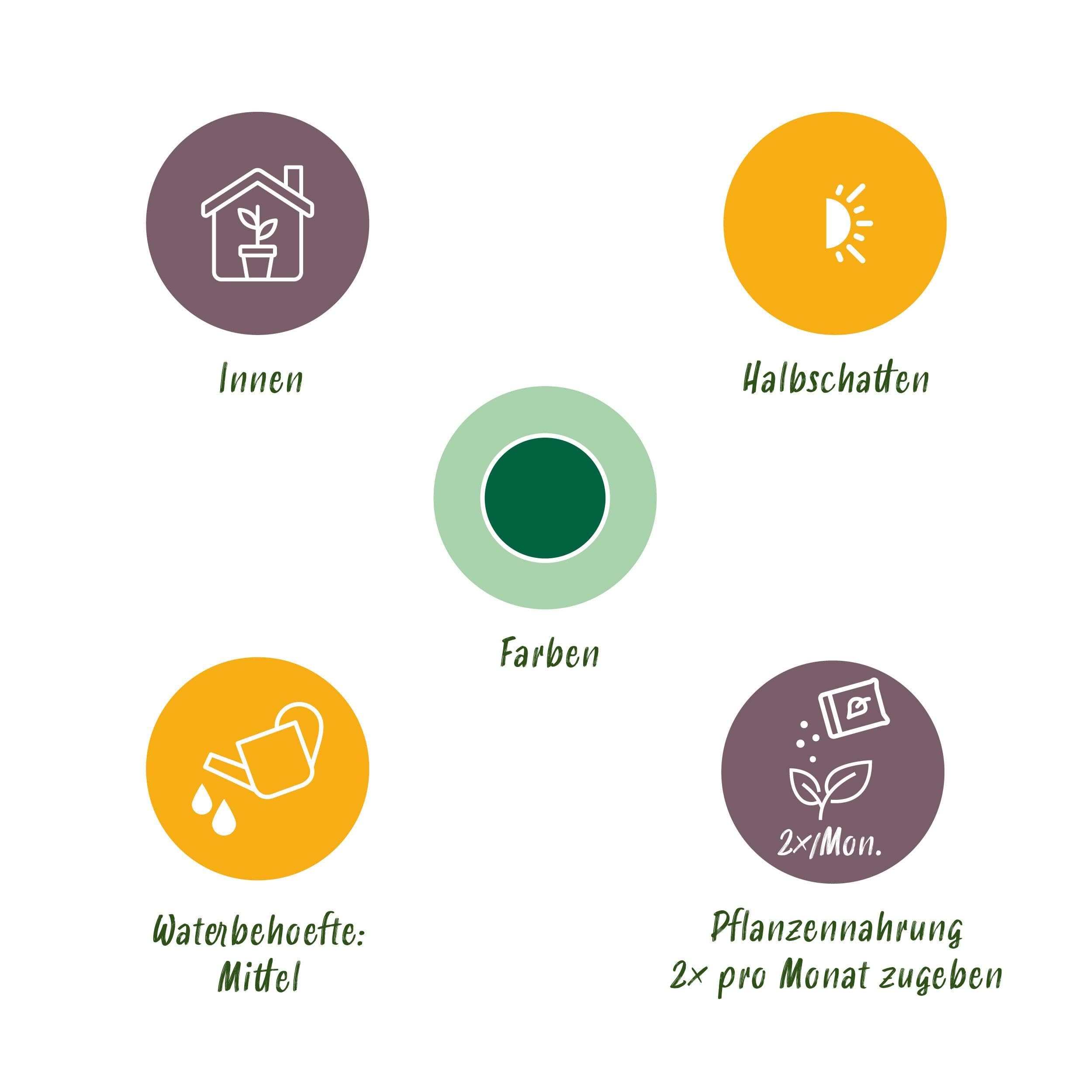 Zimmerpflanze: Goldpalme